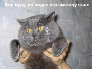 Фото - прикольные коты