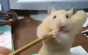 Видео со смешными животными