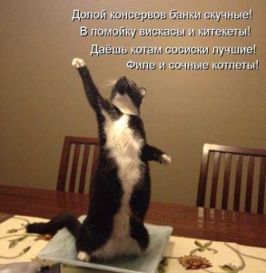 Смешные стихи про котиков