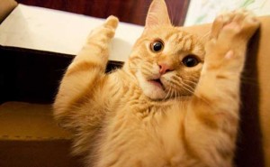 Смешное видео про кошек