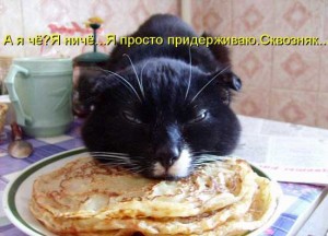 Прикольные фото котов с прикольными надписями