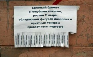 Прикольные объявления о продаже котят
