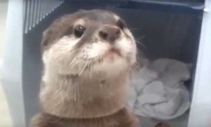 Видеоролики про животных