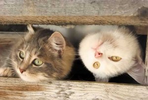 Прикольные картинки кошек и котов