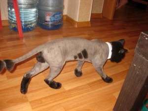 Прикольные стрижки котов