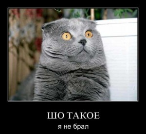 Ржачные демотиваторы про котов