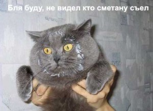 Самые ржачные приколы с кошками