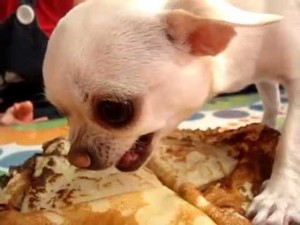 Смешное видео про чихуахуа