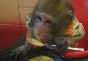 Смешные видюшки про животных