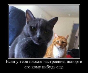 Приколы про плохое настроение