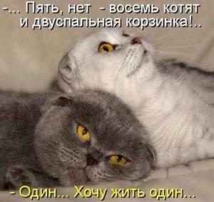 Смешные фото про котов и кошек с надписями