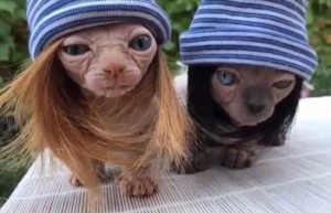 Прикольное фото лысых кошек