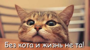 Смешные цитаты про кошек