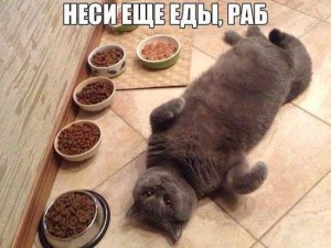 Коты и еда - фото приколы