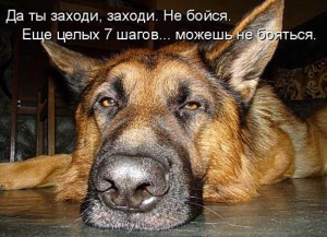 Смешные фотки собак с надписями