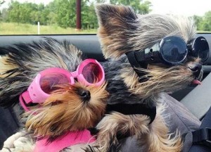 Смешные фото йорков