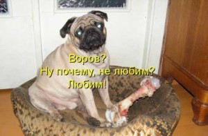 Смешные собаки - фото с надписями