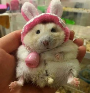 Прикольные фотки с хомяками