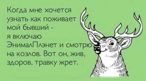 Прикольные статусы про бывших