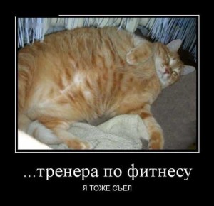 Фото приколы про толстых котов